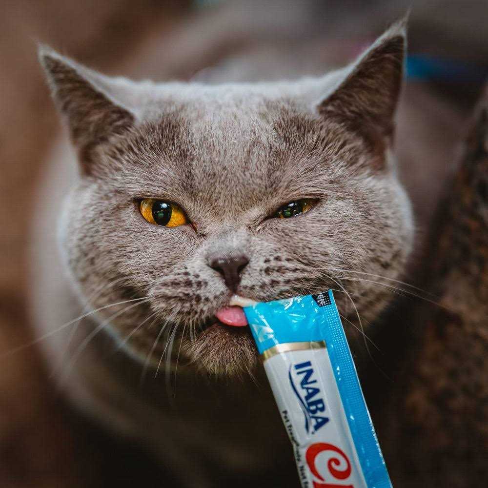 Lickable Creamy Puree Cat Treats E625397