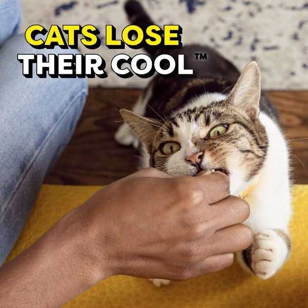 Adult Cat Treats O89888