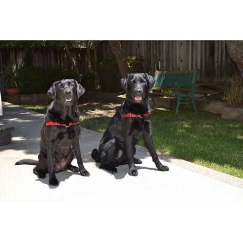 No Pull Dog Harness Z76522